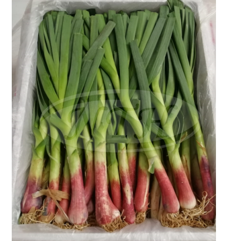 Red Leek/ Bawang Perai Merah